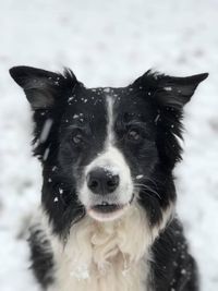 Fiby Portraitfoto Schnee